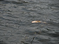 DSC 0046