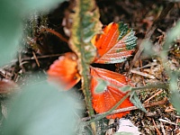DSC 6125