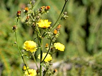 DSC 6400