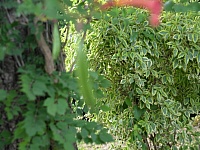 DSC 4863