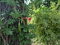 DSC 4866