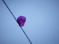 DSC 4587